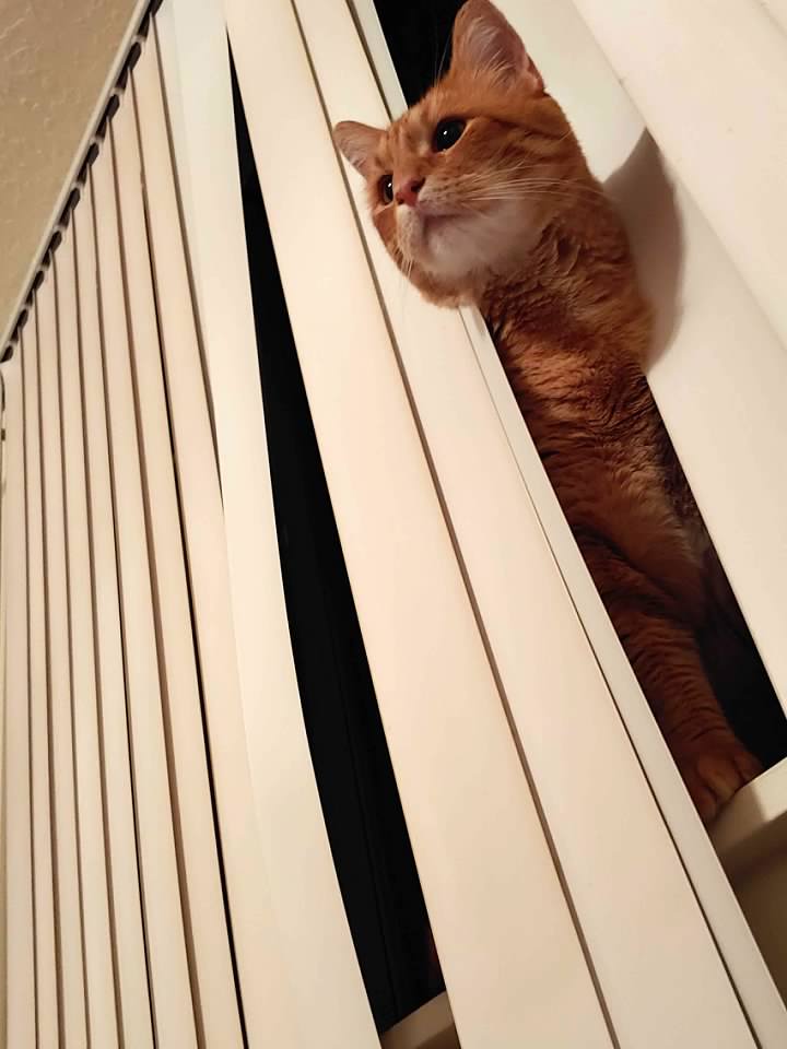 Gus out of NM Window